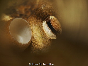 Octopus detail by Uwe Schmolke 